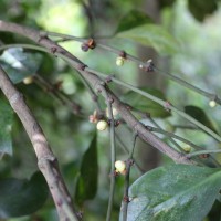 Garcinia cambogioides (Murray) Headland